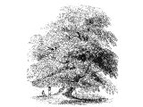 Mulberry tree (Morus nigra) (Ps.85.6, 2Sam.5.23- 24, 1Chr.14.14-15), the `Sycamine` of Luke 17.6.